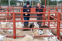 Border Cheviot Ewes-30